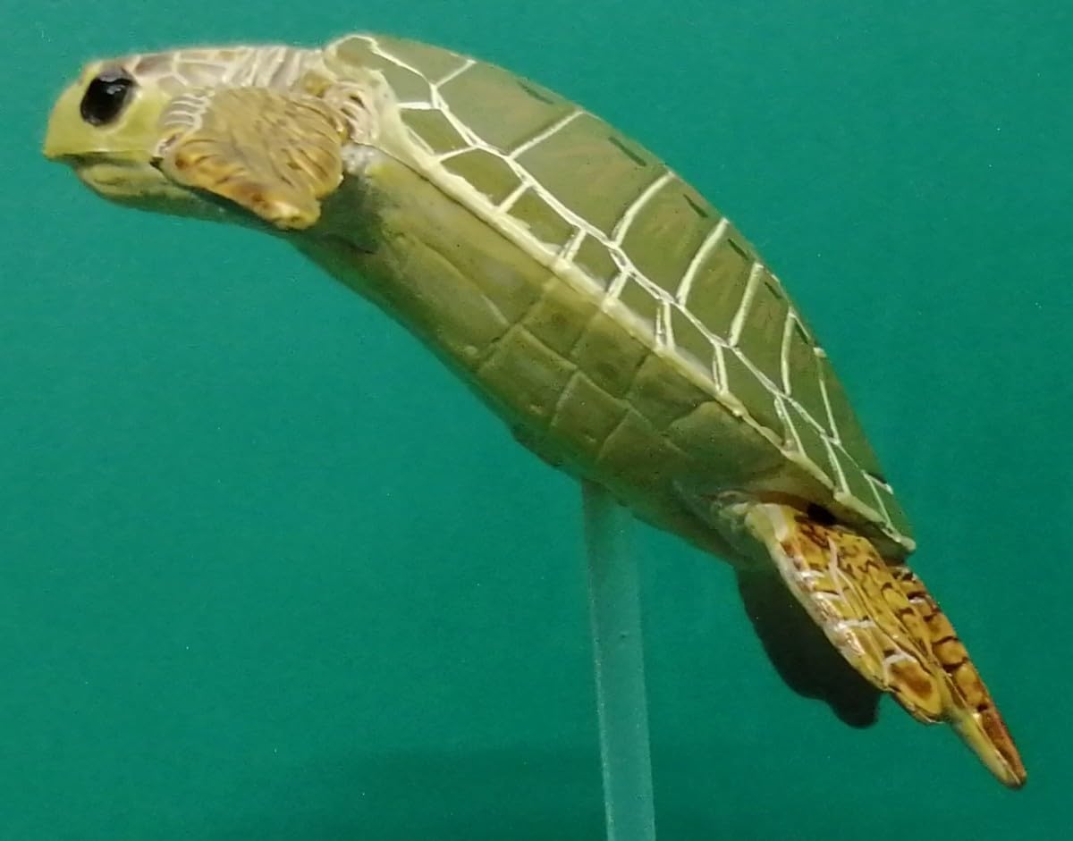 Amazon | ウミガメ 海亀 ヒメウミガメ OLIVE RIDLEY SEA TURTLE シー